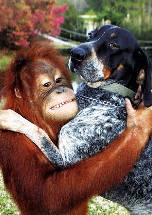 Detail Dog And Orangutan Commercial Nomer 11