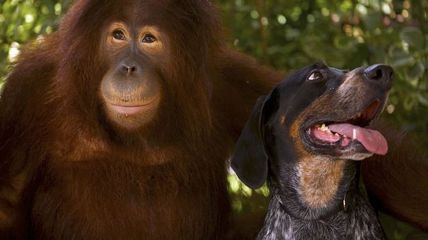 Detail Dog And Orangutan Commercial Nomer 12