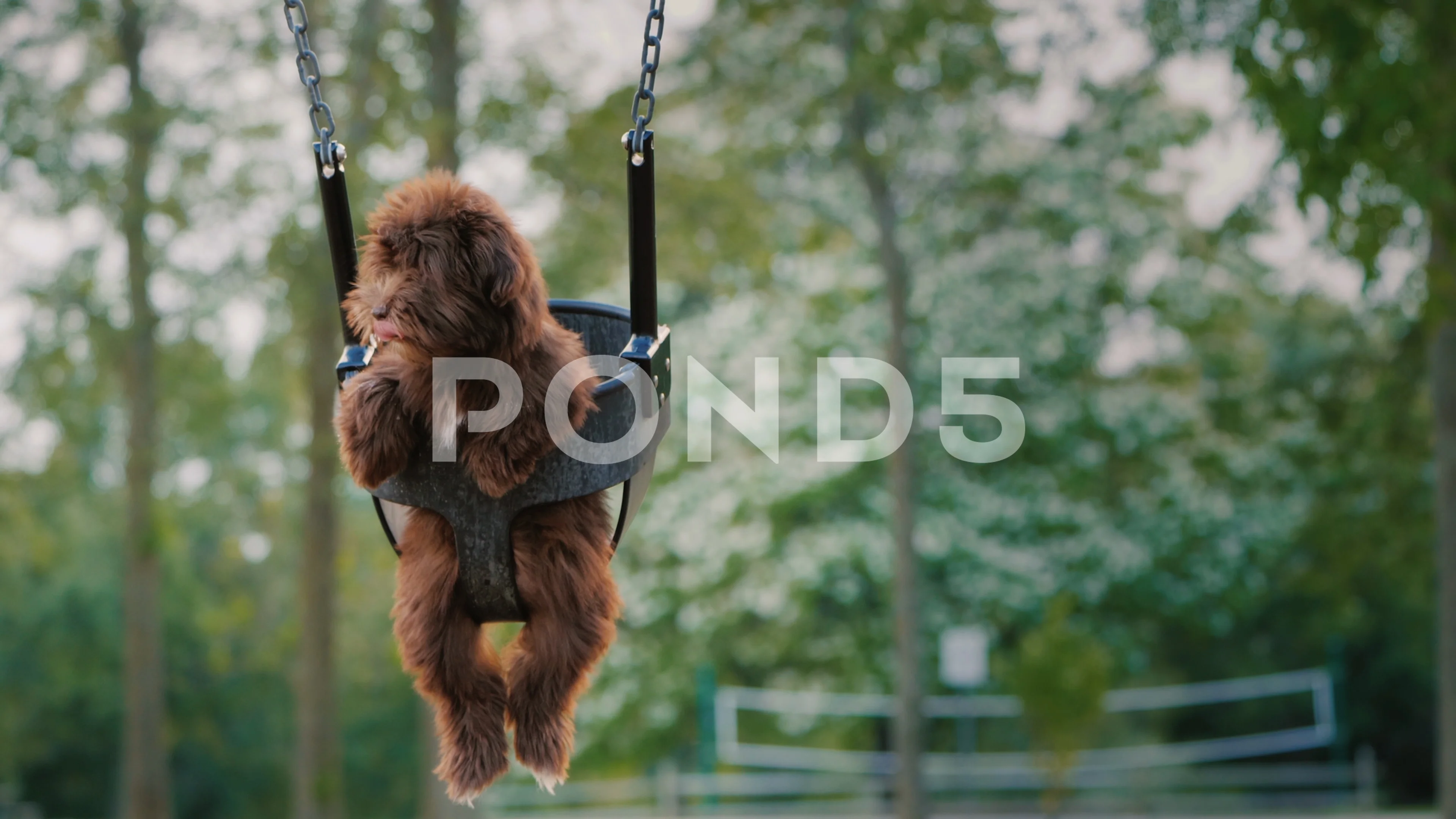 Detail Dog And Orangutan Commercial Nomer 56
