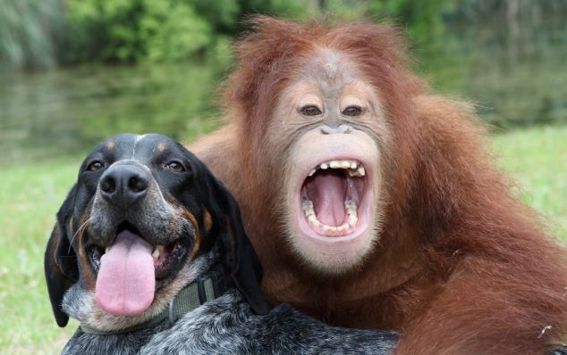 Detail Dog And Orangutan Commercial Nomer 7