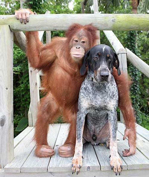 Detail Dog And Orangutan Commercial Nomer 8