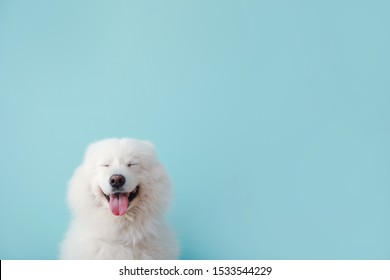 Detail Dog Background Pictures Nomer 30