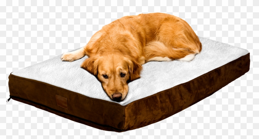 Detail Dog Bed Clipart Nomer 54