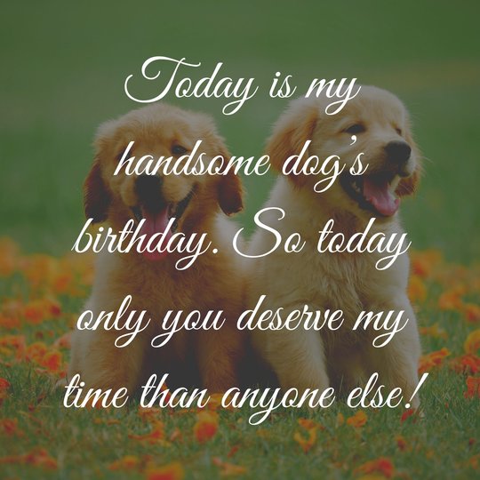 Detail Dog Birthday Quotes Nomer 31