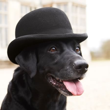 Dog Bowler Hat - KibrisPDR