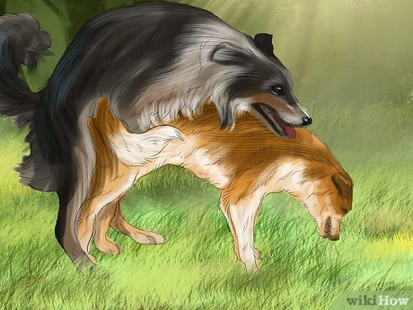 Detail Dog Breeding Images Nomer 46