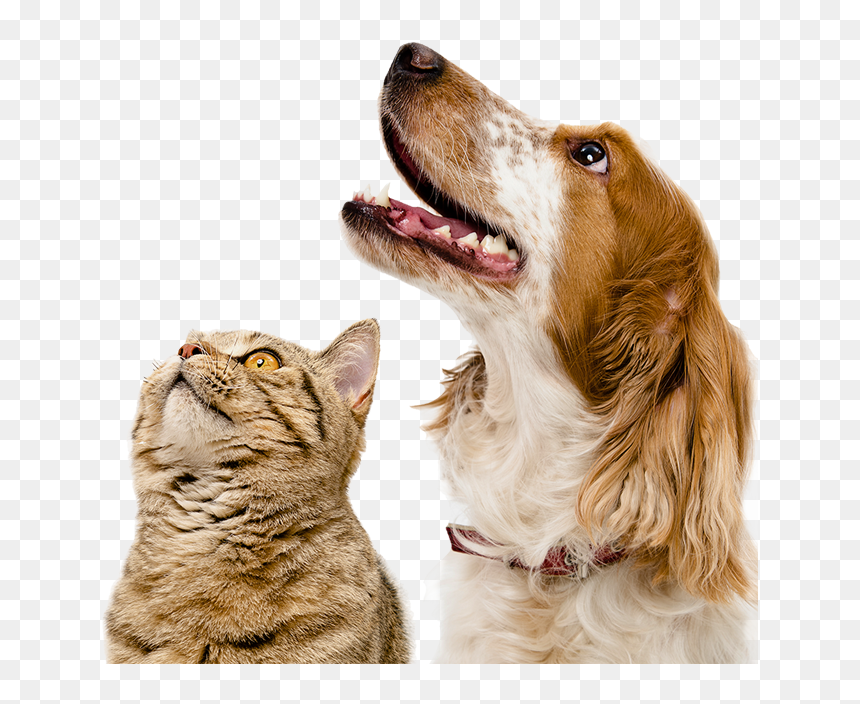 Detail Dog Cat Png Nomer 26