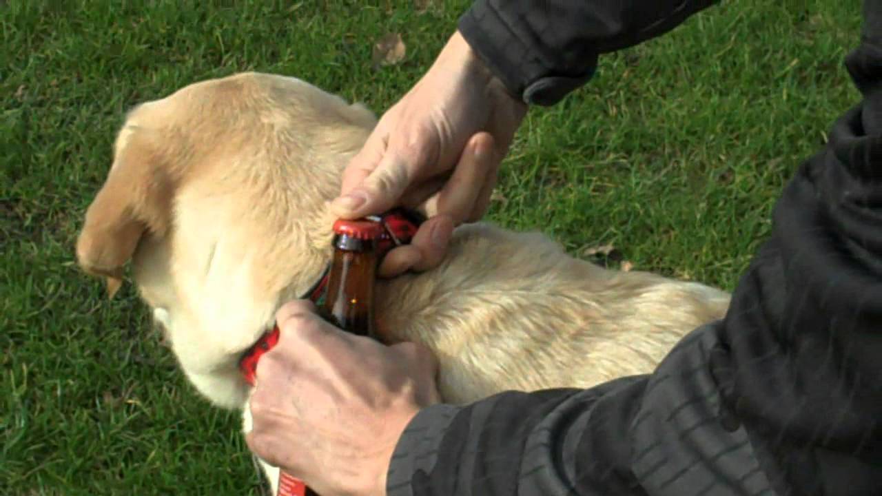 Detail Dog Collar Bottle Opener Nomer 41