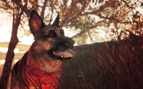 Detail Dog Collar Fallout 4 Nomer 53