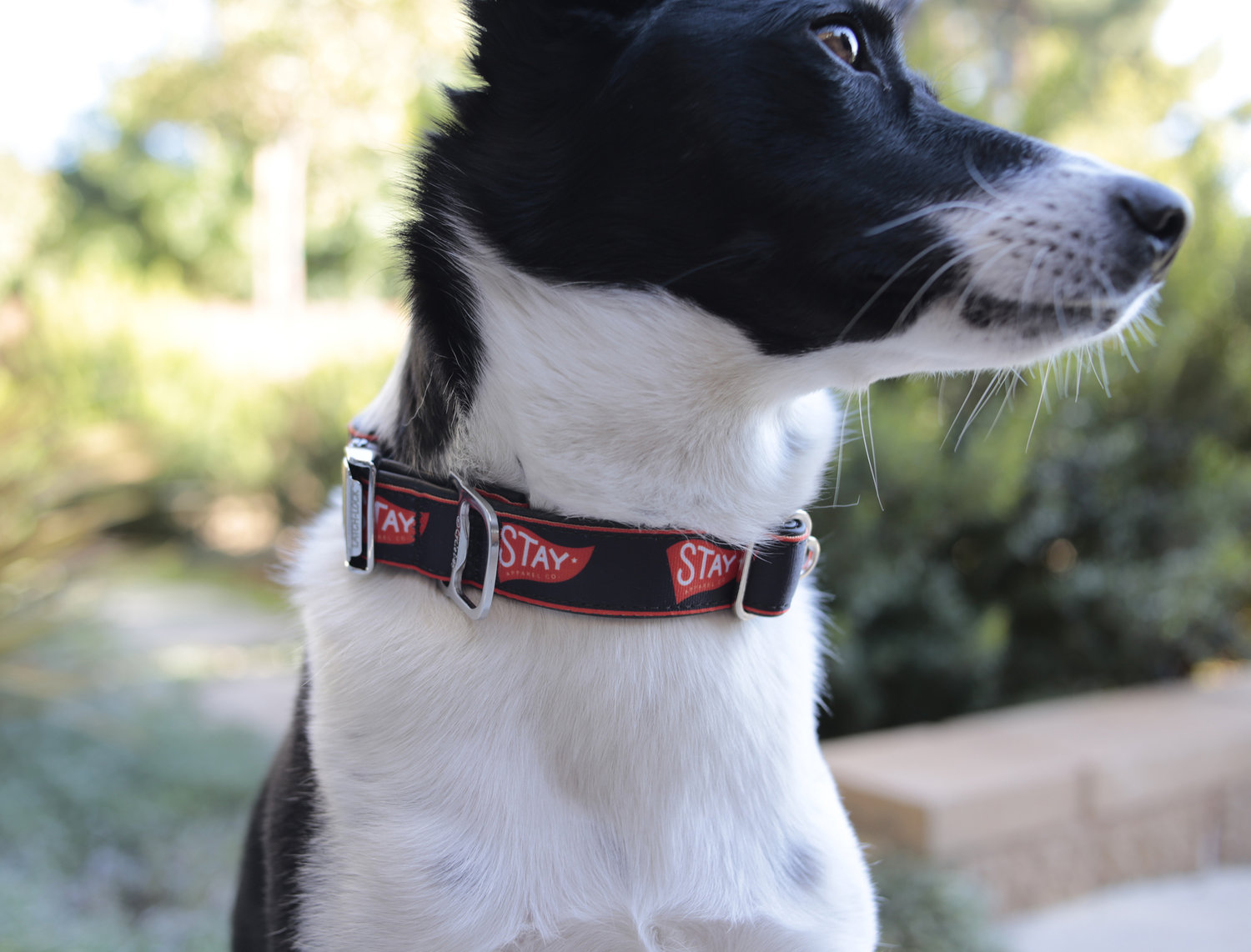 Detail Dog Collar With Bottle Opener Nomer 55