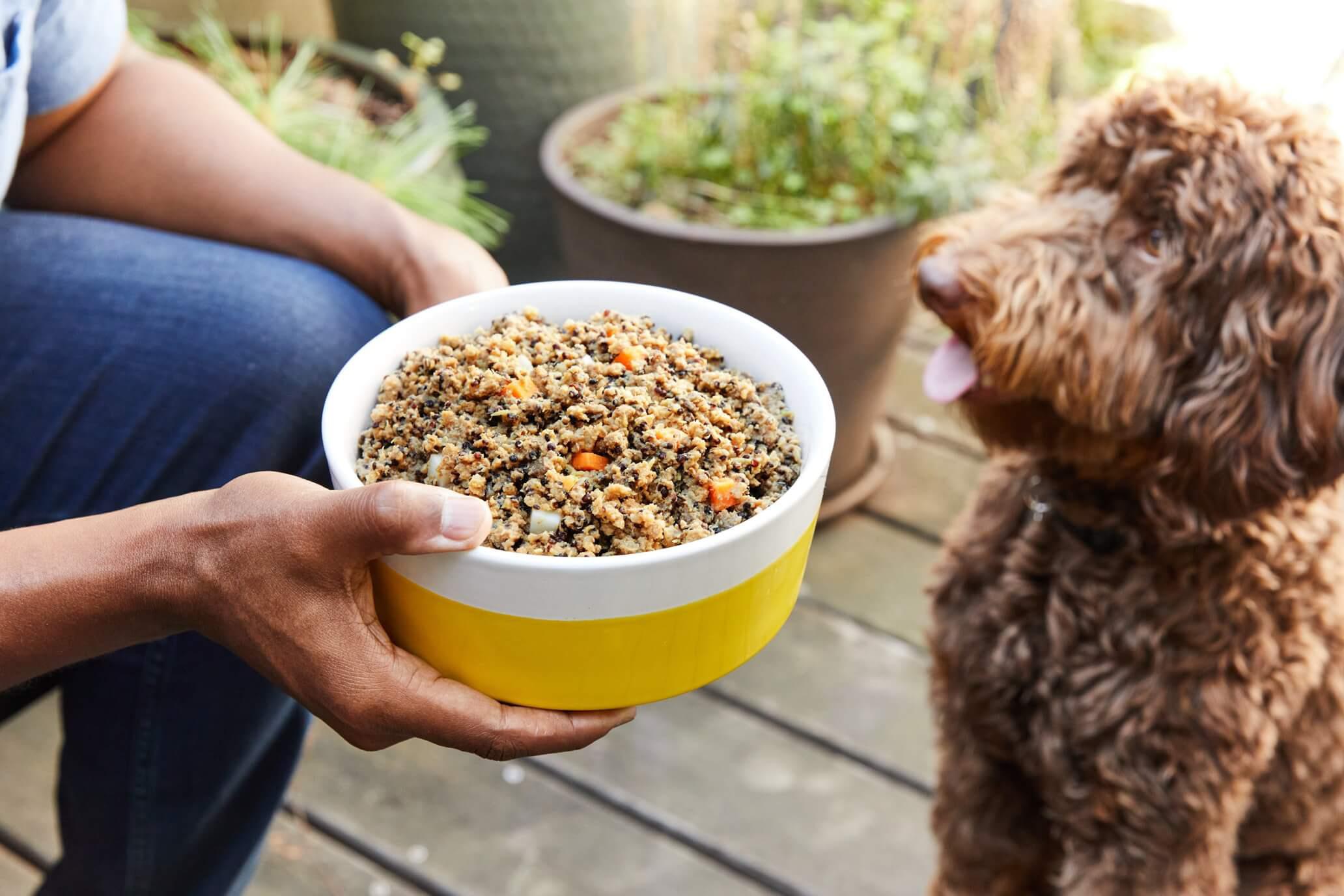 Detail Dog Food Images Nomer 17