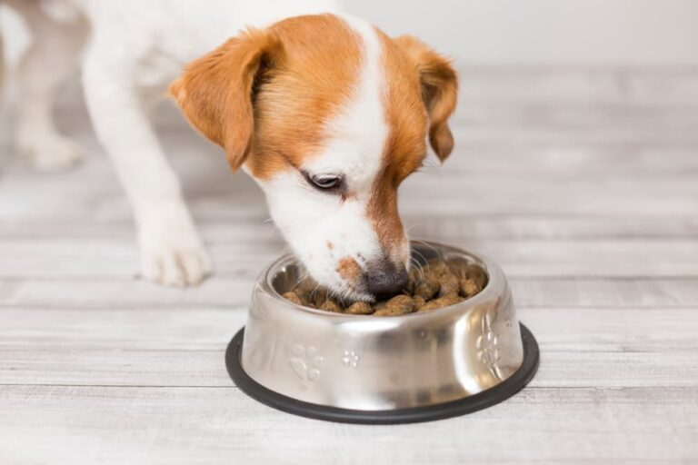 Detail Dog Food Images Nomer 40