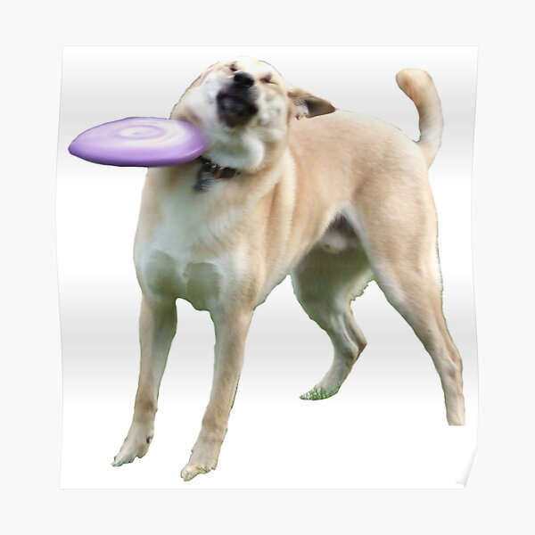 Detail Dog Frisbee Meme Nomer 17