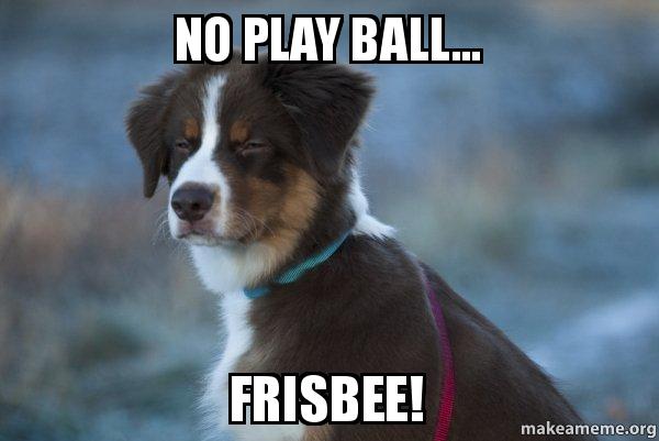 Detail Dog Frisbee Meme Nomer 37