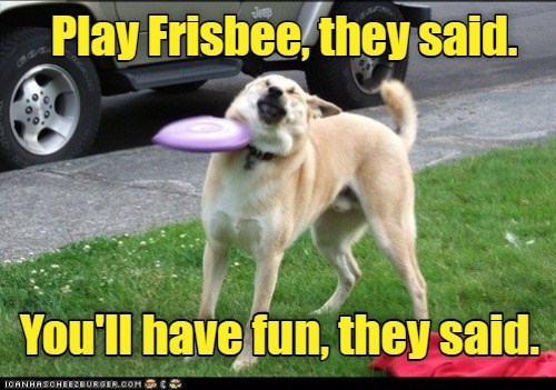 Detail Dog Frisbee Meme Nomer 49