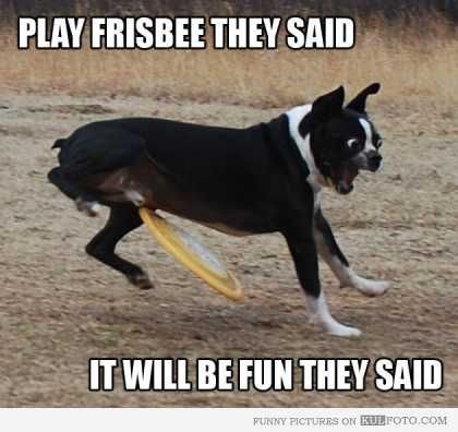 Detail Dog Frisbee Meme Nomer 7