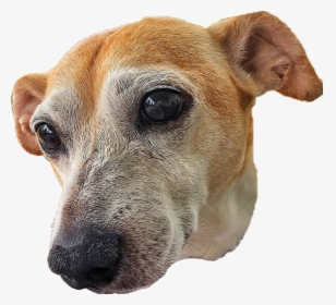 Detail Dog Head Transparent Nomer 10