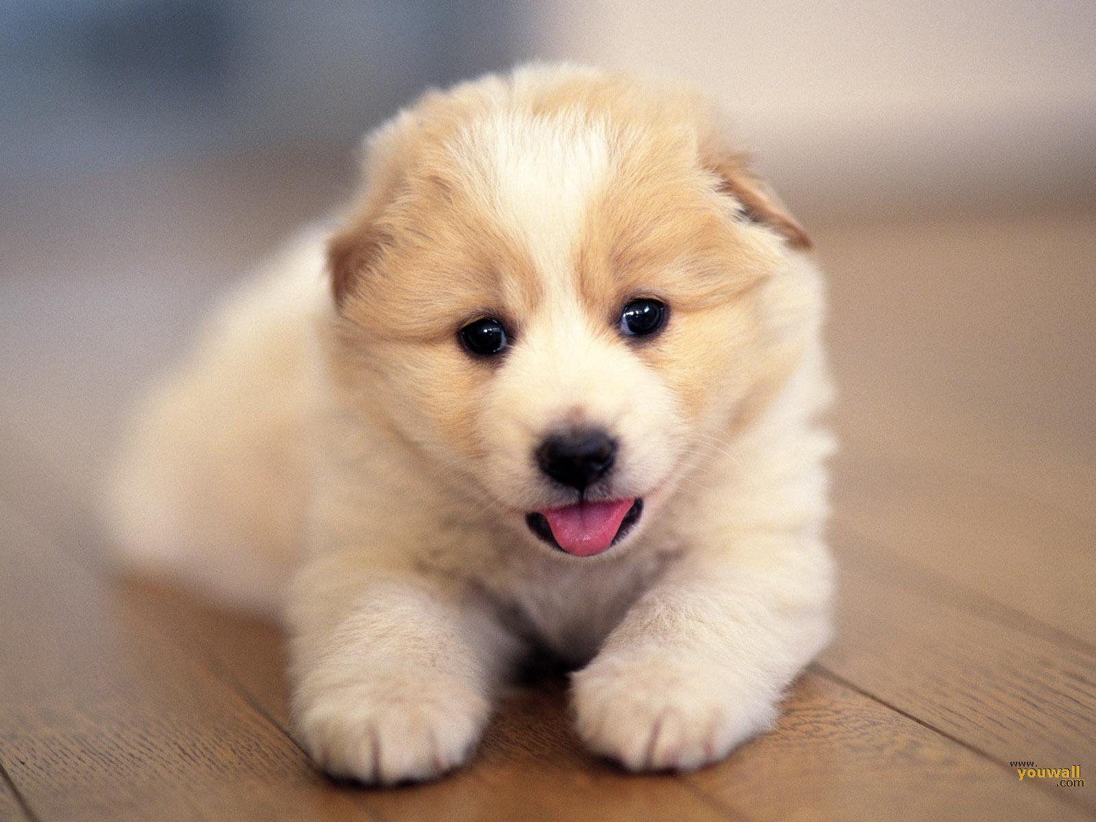 Detail Dog Images Download Nomer 11