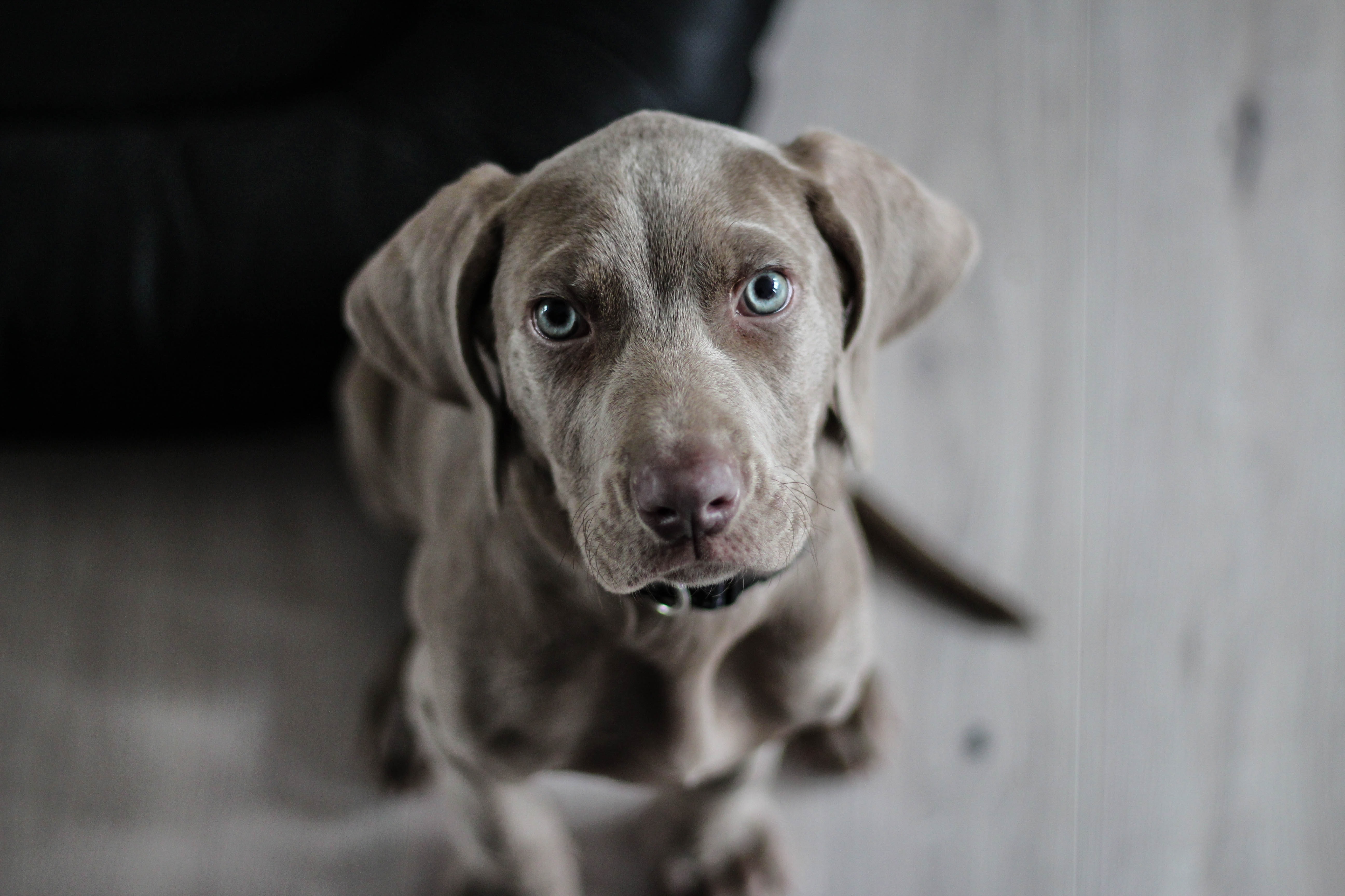 Detail Dog Images Download Nomer 12