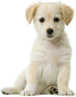 Detail Dog Images Download Nomer 15