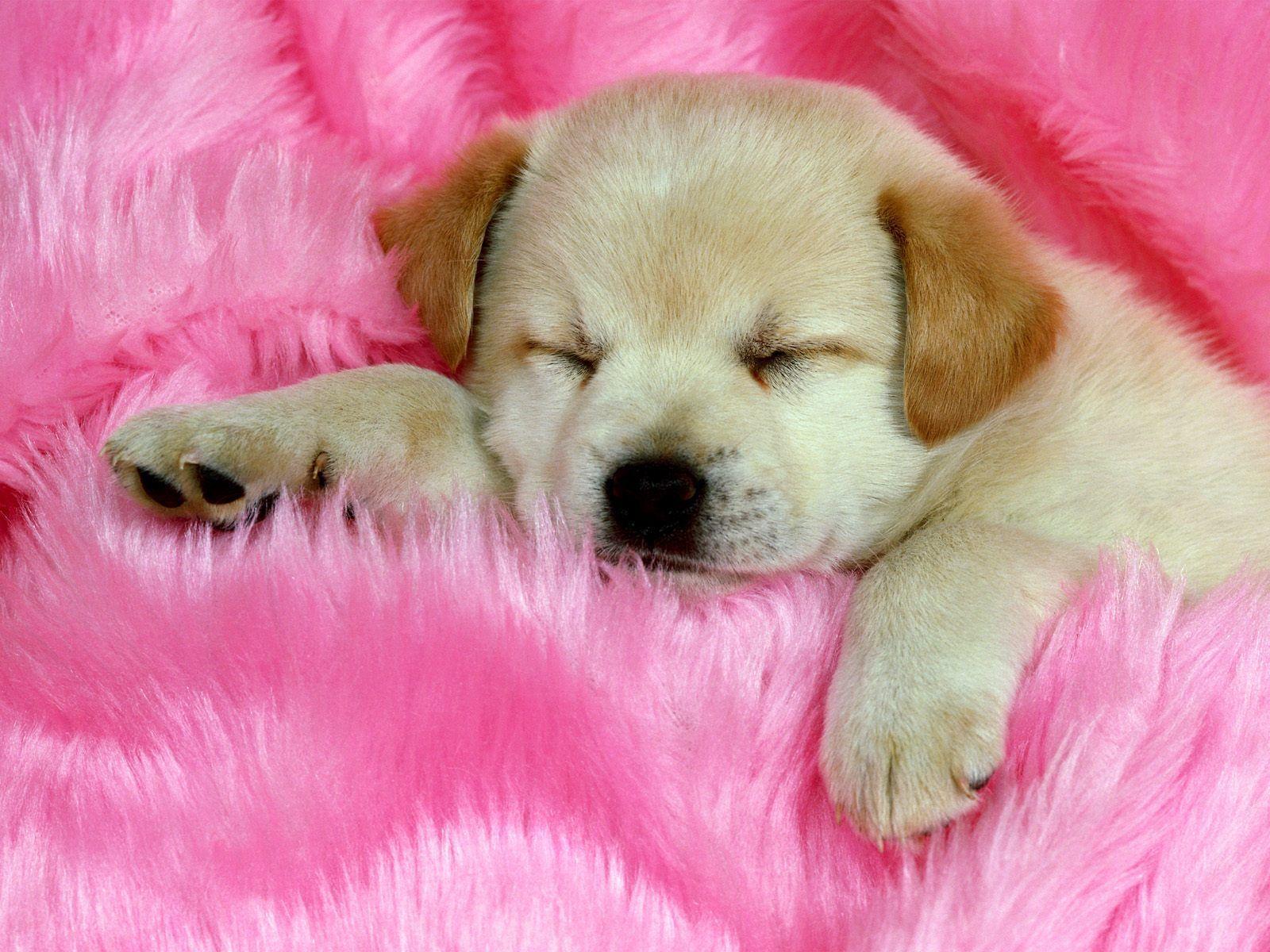 Detail Dog Images Download Nomer 16