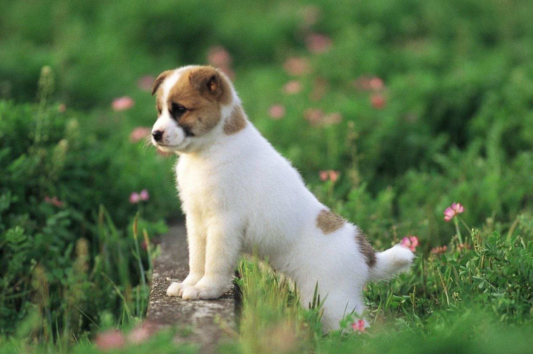 Detail Dog Images Download Nomer 18