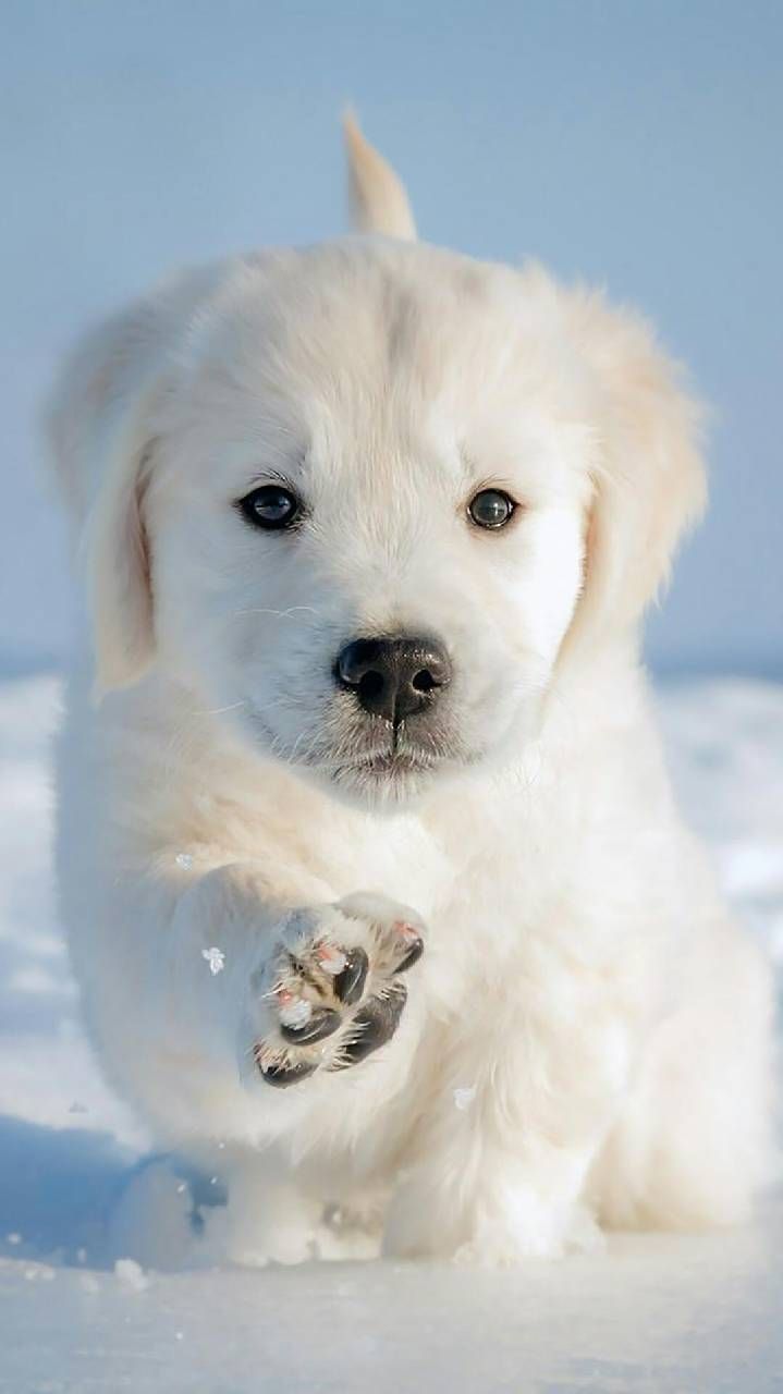 Detail Dog Images Download Nomer 19
