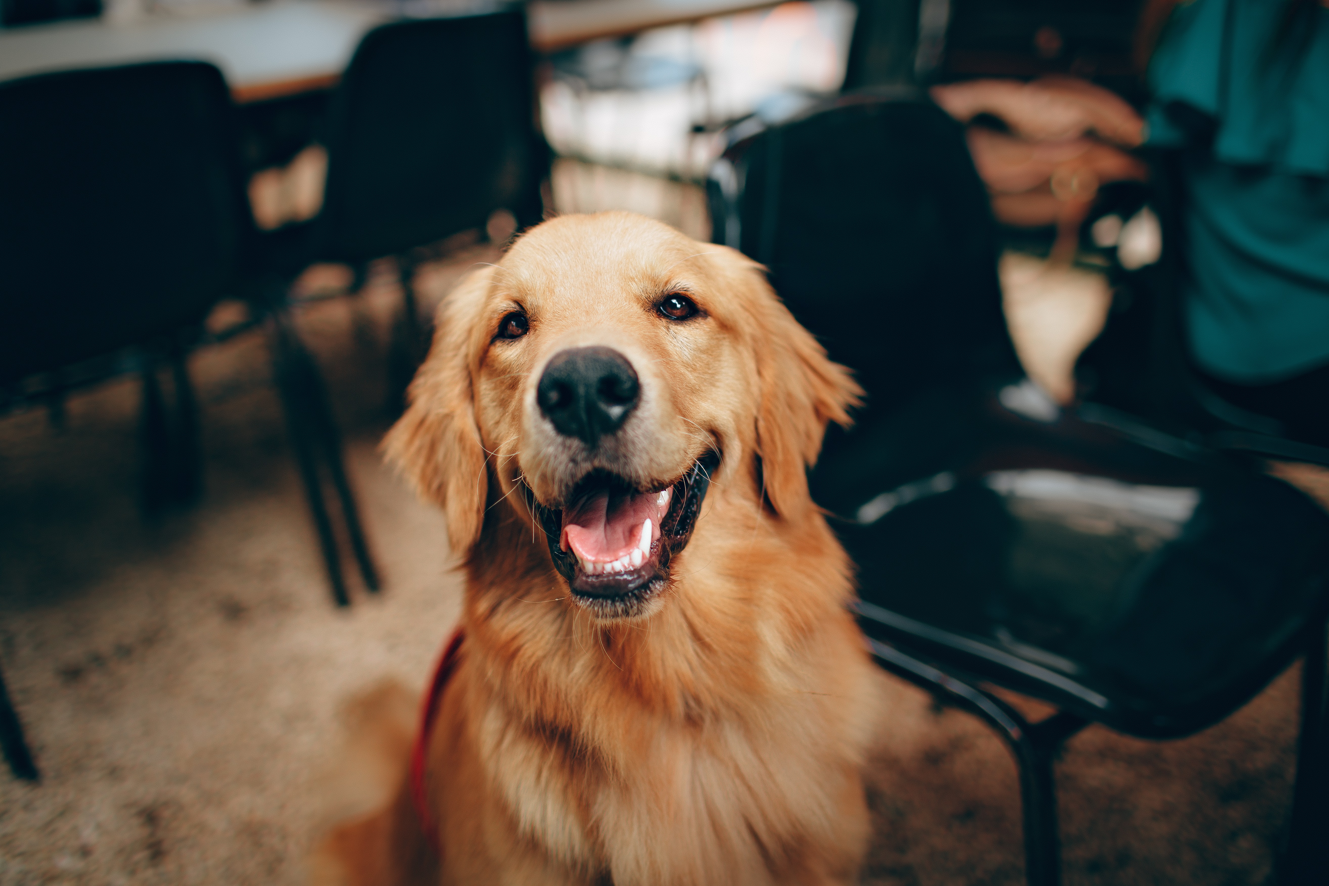Detail Dog Images Download Nomer 3