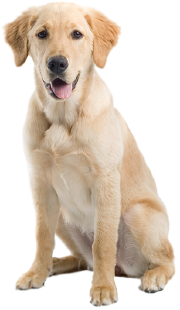 Detail Dog Images Download Nomer 22