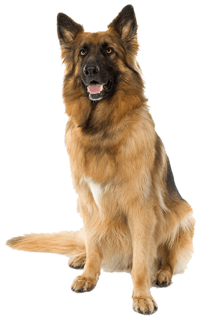 Detail Dog Images Download Nomer 24