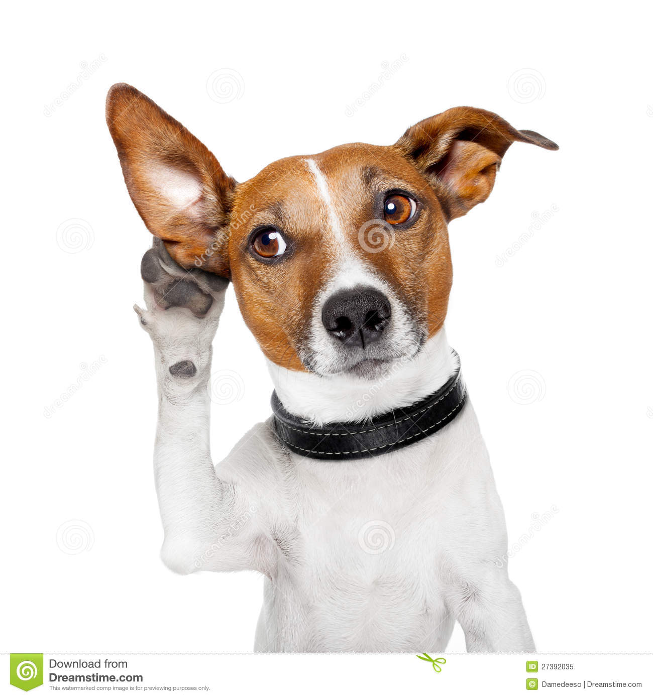 Detail Dog Images Download Nomer 27