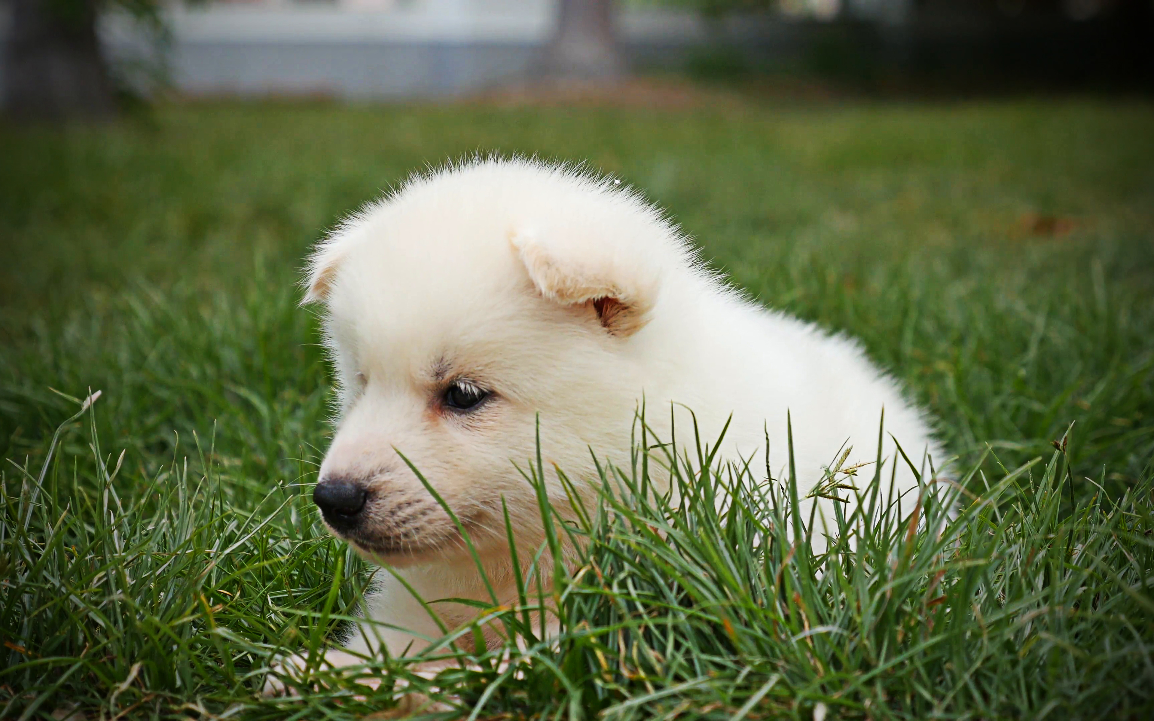 Detail Dog Images Download Nomer 28