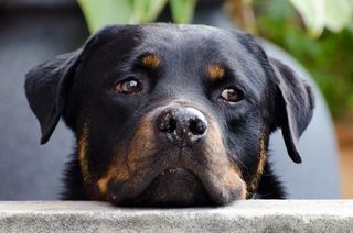 Detail Dog Images Download Nomer 29