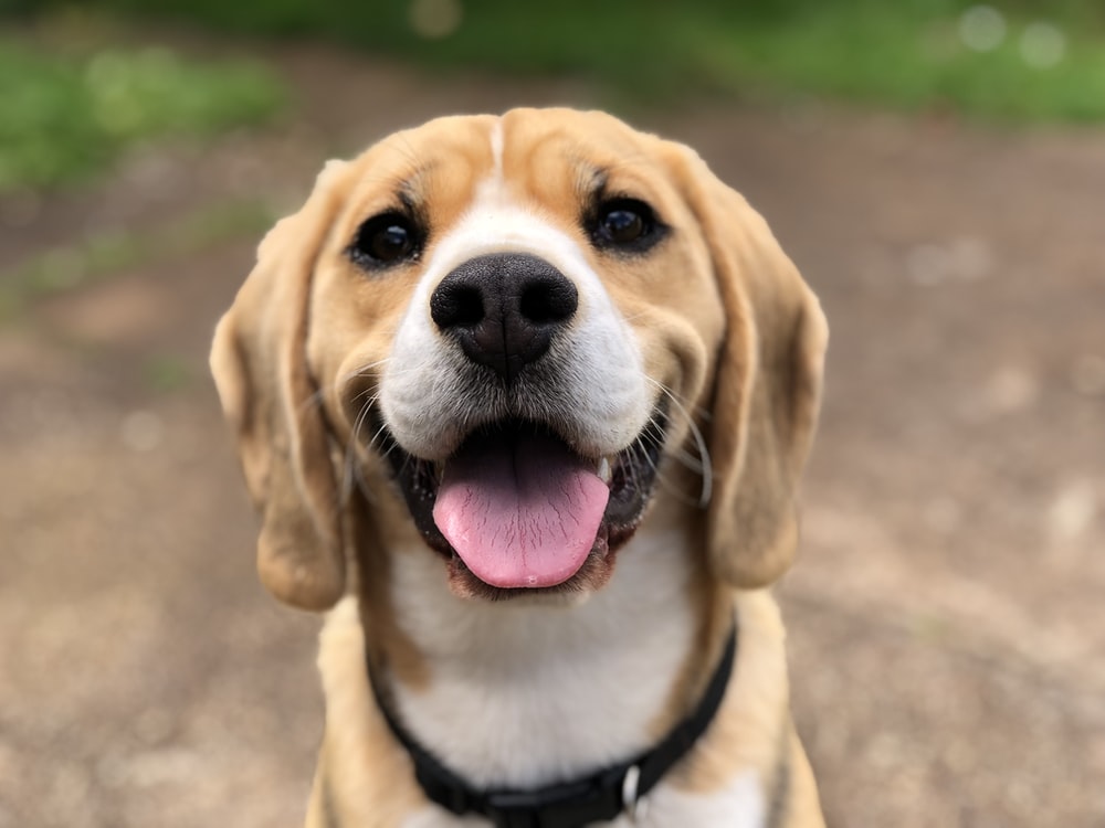 Detail Dog Images Download Nomer 4