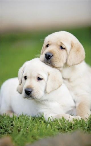 Detail Dog Images Download Nomer 30