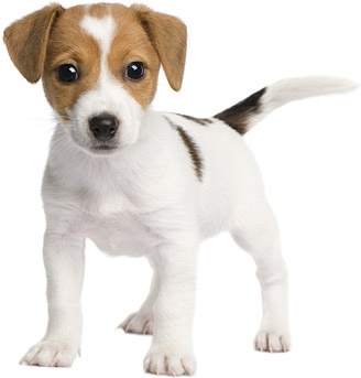 Detail Dog Images Download Nomer 31