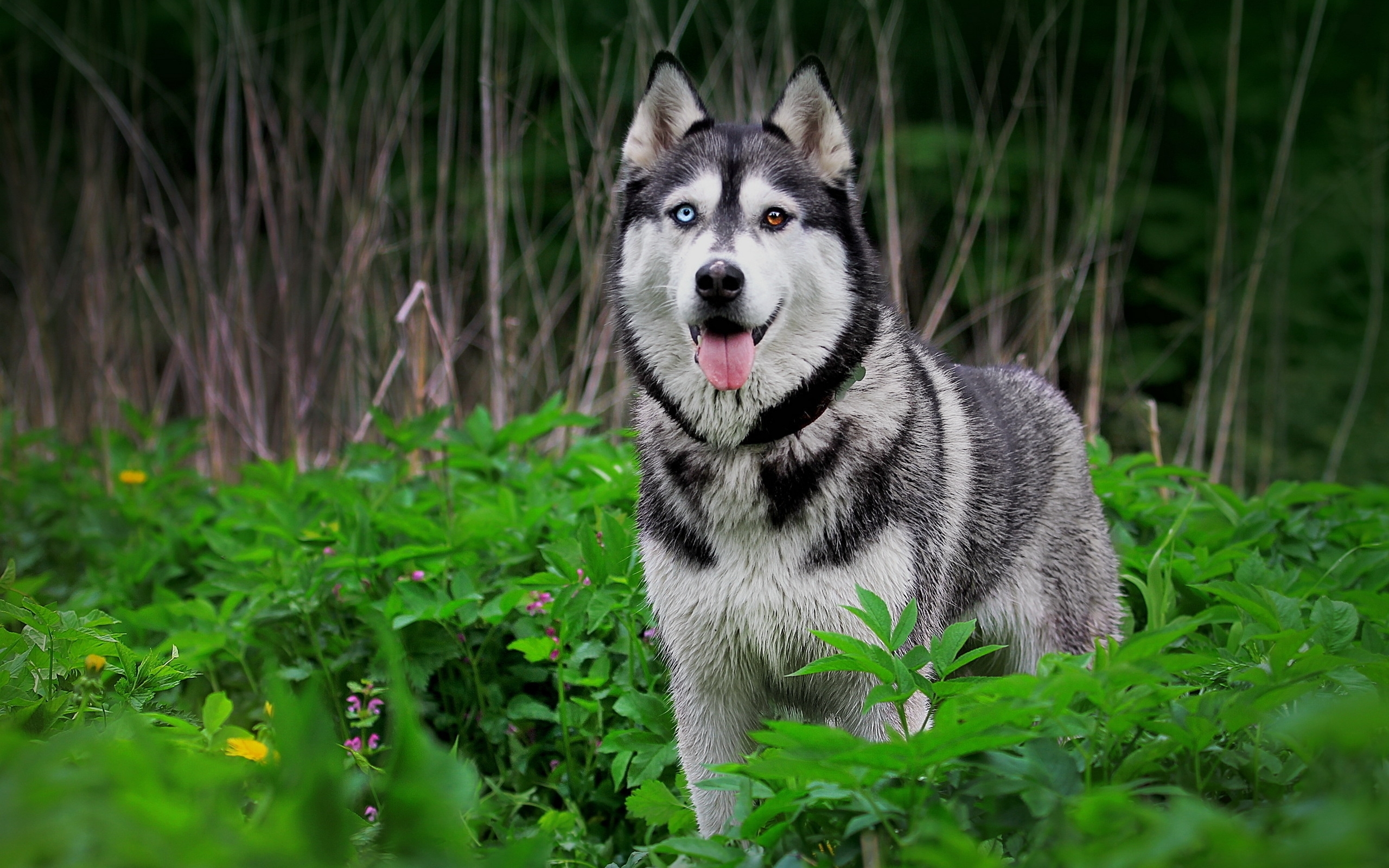 Detail Dog Images Download Nomer 34