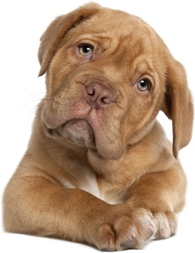 Detail Dog Images Download Nomer 36