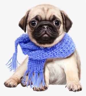 Detail Dog Images Download Nomer 37