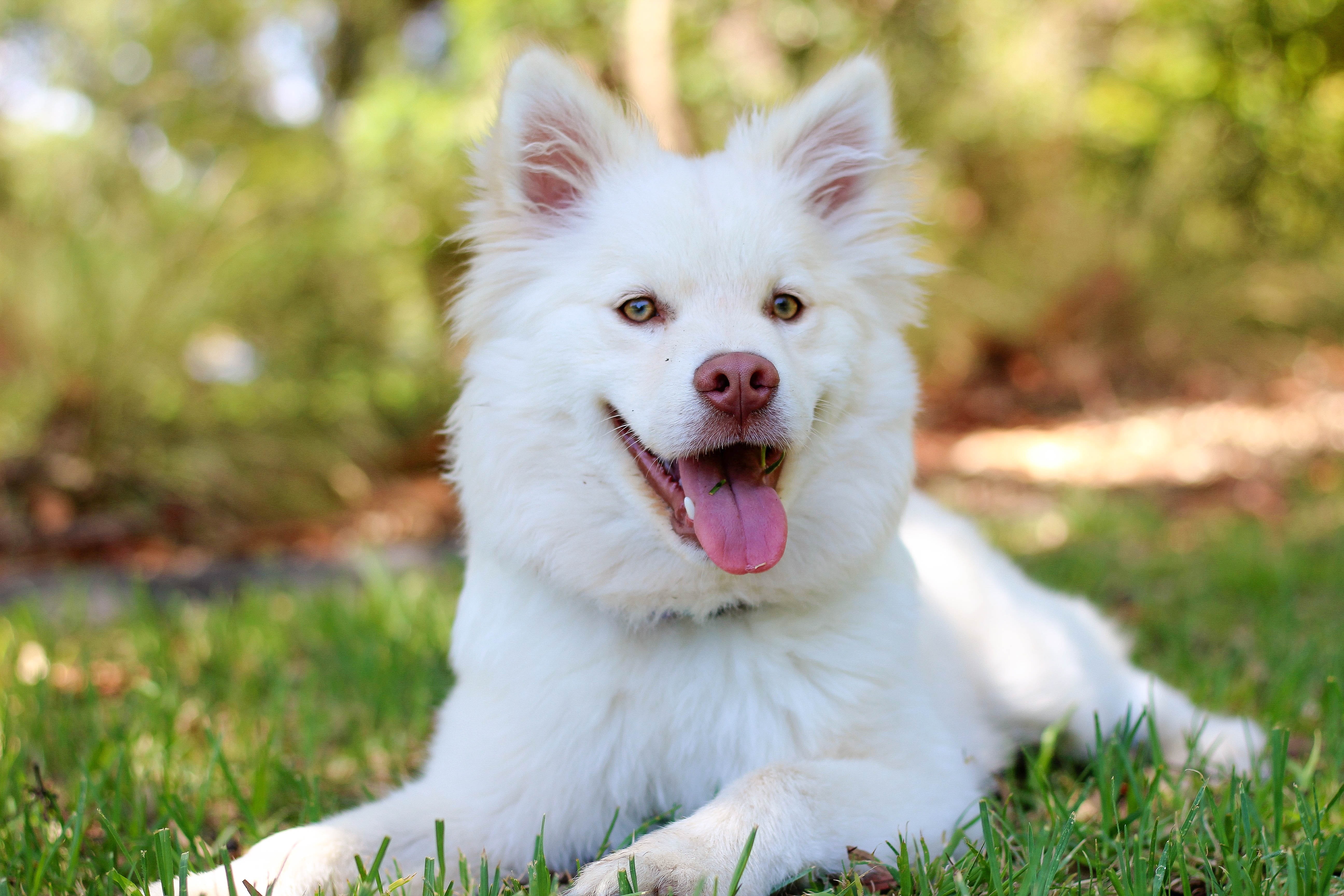 Detail Dog Images Download Nomer 38