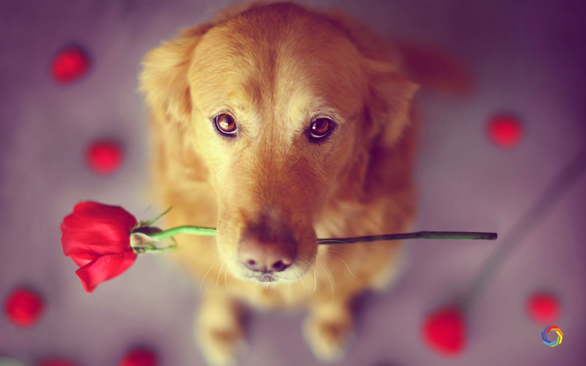 Detail Dog Images Download Nomer 39