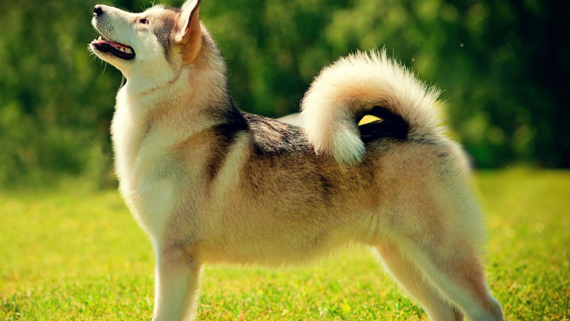 Detail Dog Images Download Nomer 40