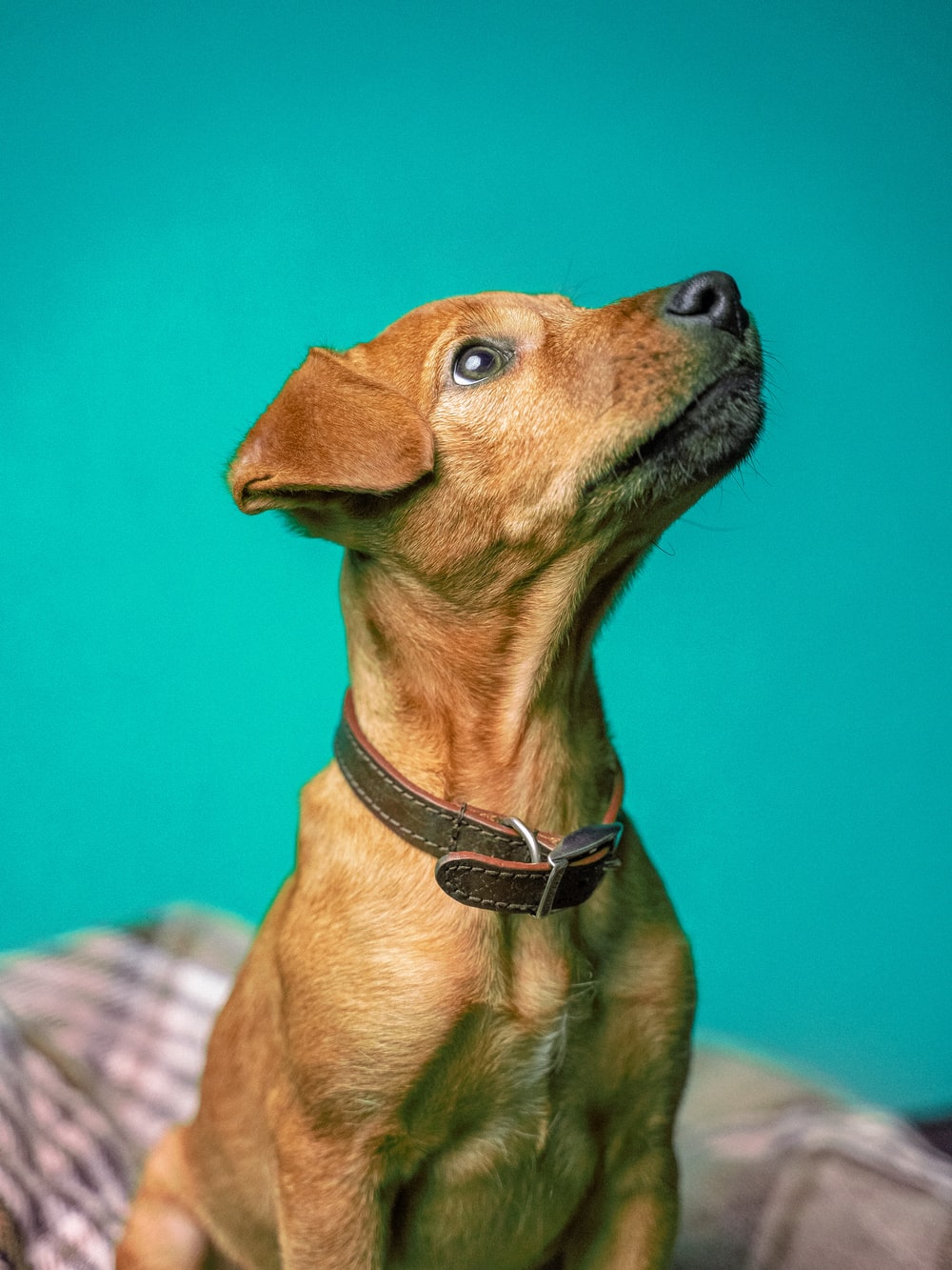 Detail Dog Images Download Nomer 41