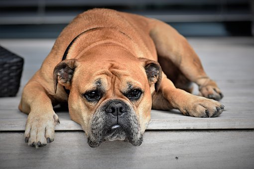 Detail Dog Images Download Nomer 43