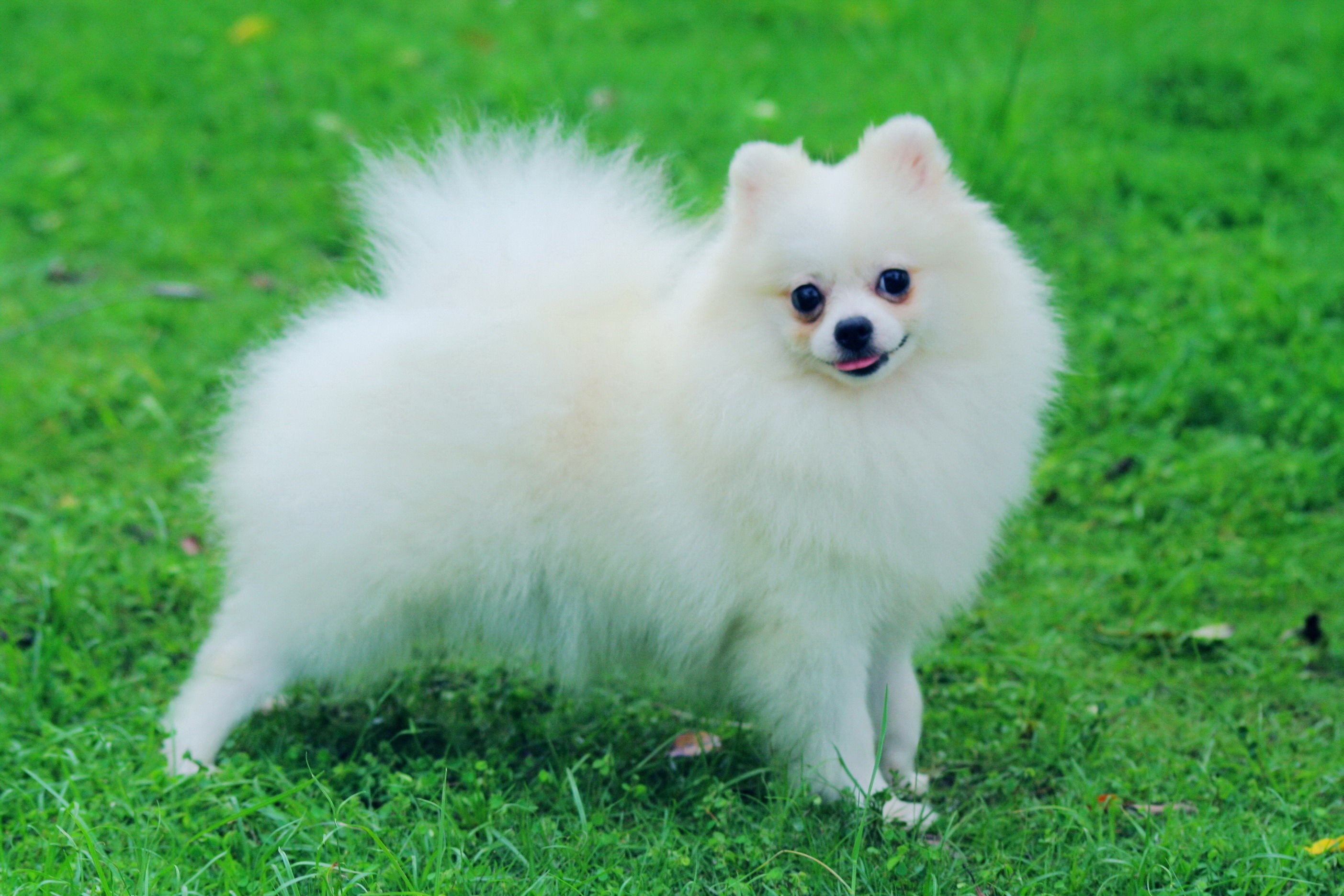 Detail Dog Images Download Nomer 44