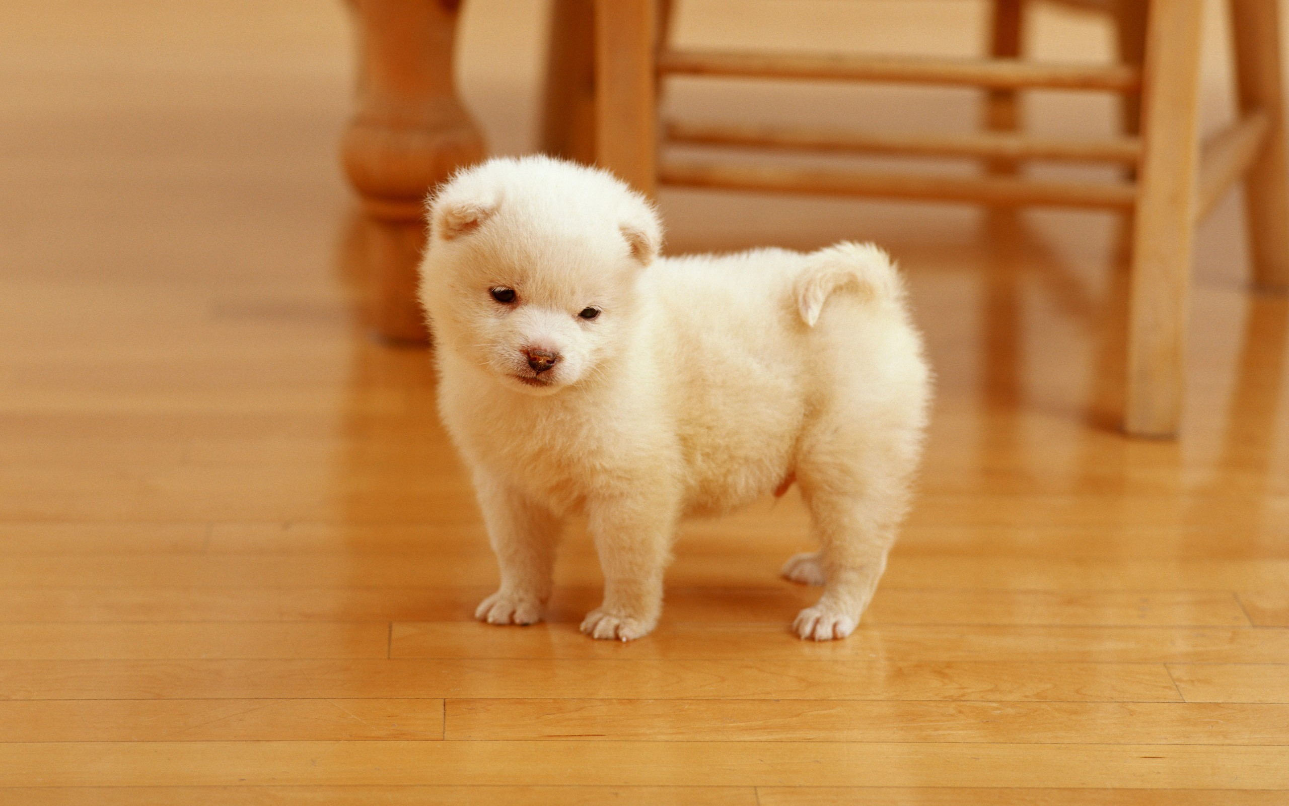 Detail Dog Images Download Nomer 45