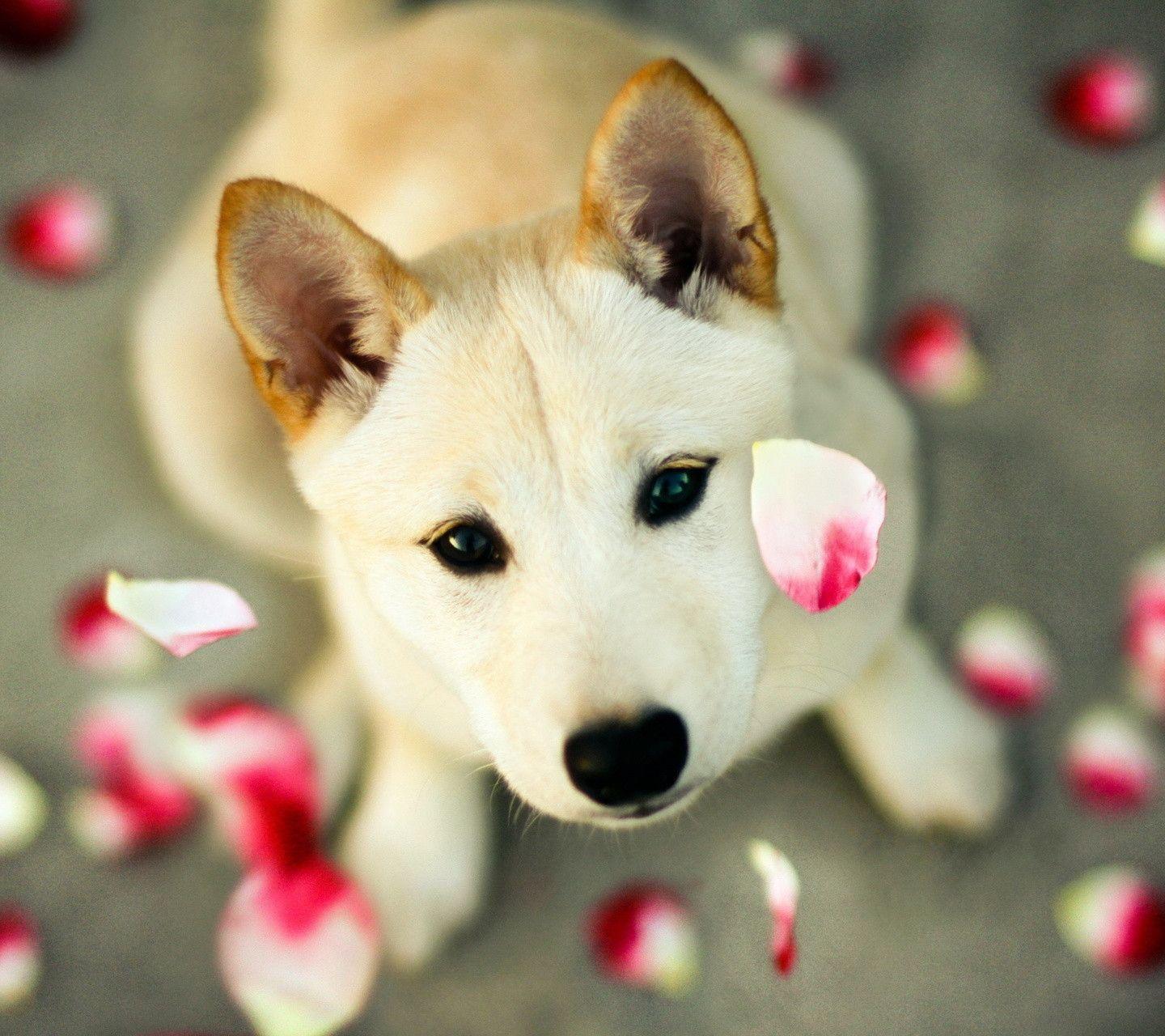 Detail Dog Images Download Nomer 46