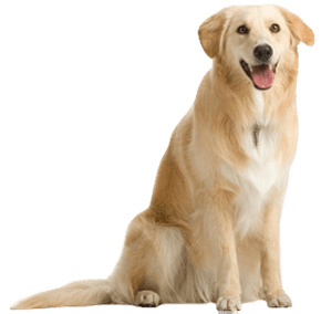 Detail Dog Images Download Nomer 47