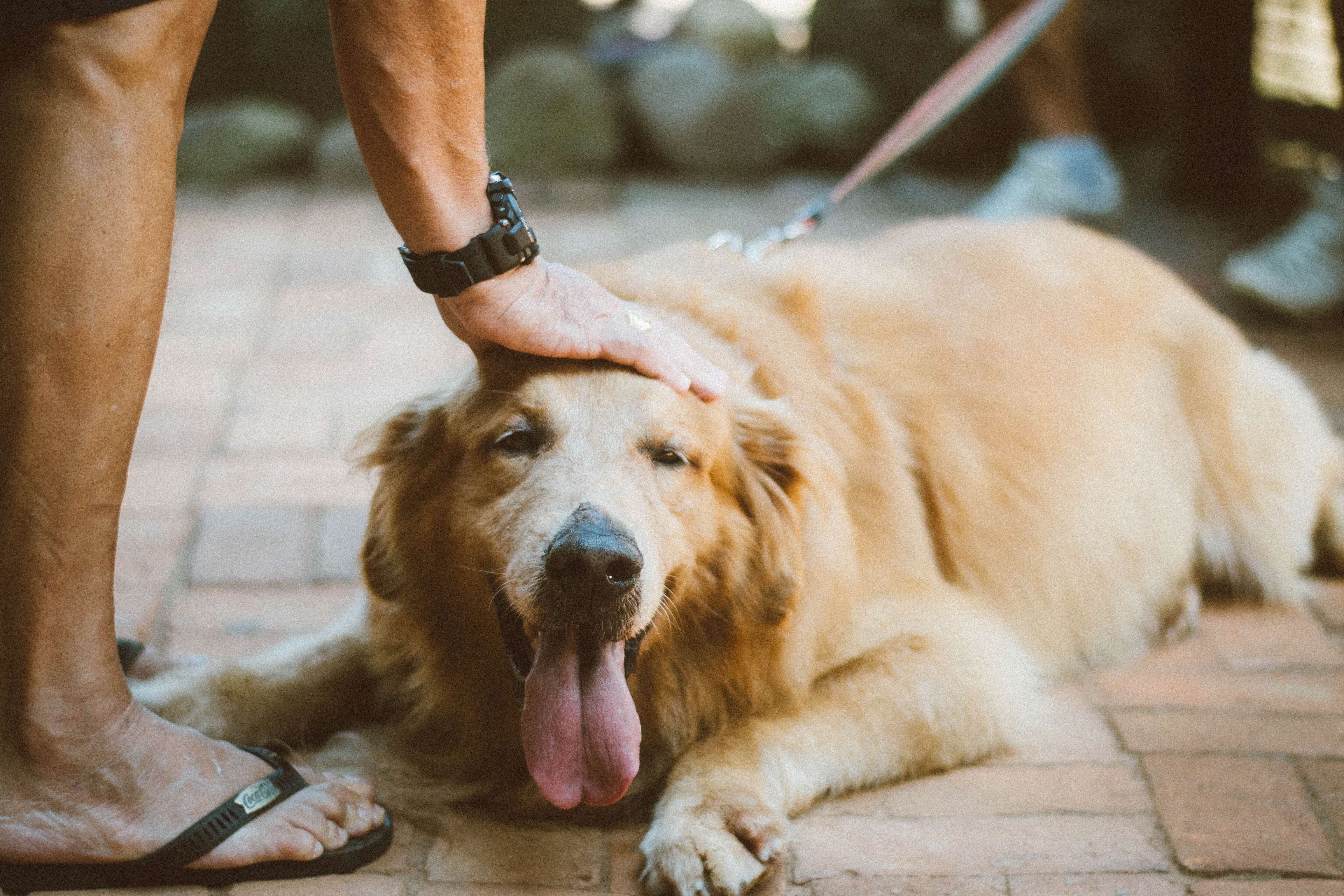 Detail Dog Images Download Nomer 49