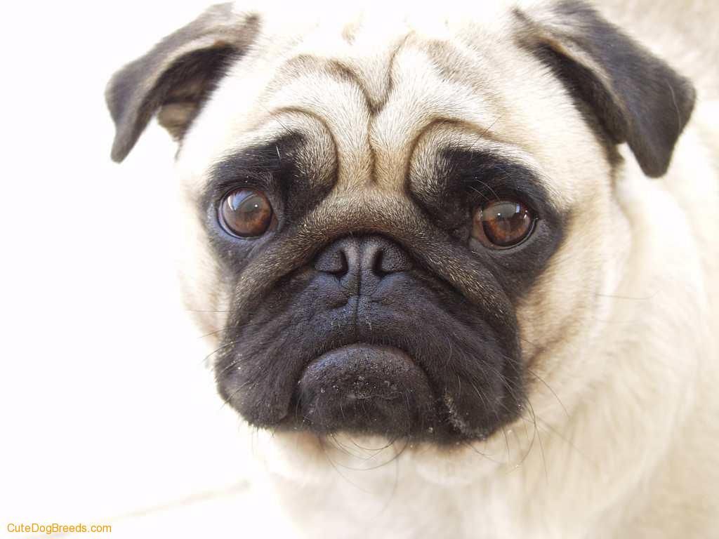 Detail Dog Images Download Nomer 50